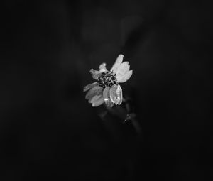 Preview wallpaper flower, petals, darkness, black and white, macro