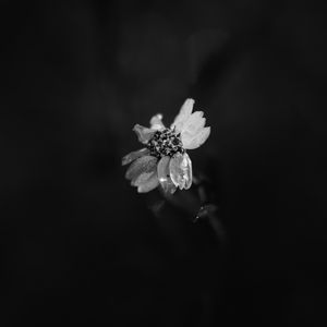 Preview wallpaper flower, petals, darkness, black and white, macro