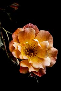 Preview wallpaper flower, petals, darkness, pollen