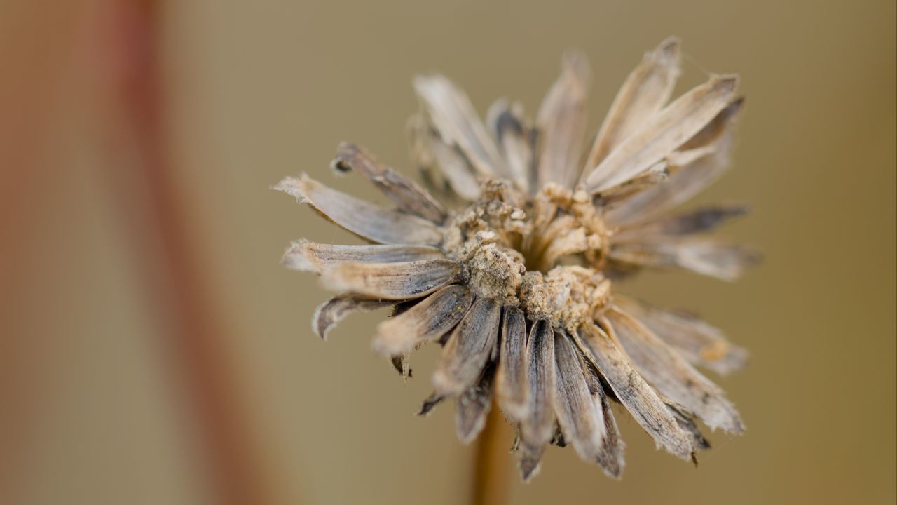 Wallpaper flower, petals, dried flower, blur