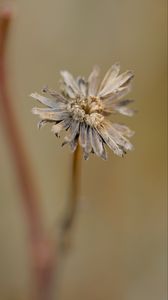 Preview wallpaper flower, petals, dried flower, blur