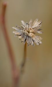 Preview wallpaper flower, petals, dried flower, blur