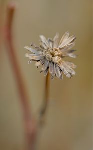 Preview wallpaper flower, petals, dried flower, blur