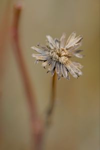 Preview wallpaper flower, petals, dried flower, blur