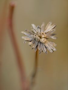 Preview wallpaper flower, petals, dried flower, blur