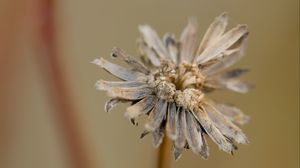 Preview wallpaper flower, petals, dried flower, blur