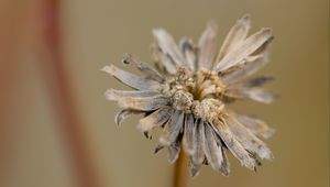 Preview wallpaper flower, petals, dried flower, blur