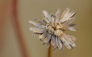 Preview wallpaper flower, petals, dried flower, blur