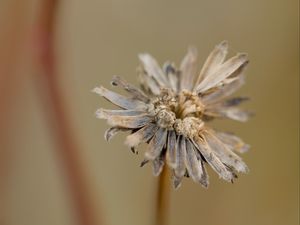 Preview wallpaper flower, petals, dried flower, blur