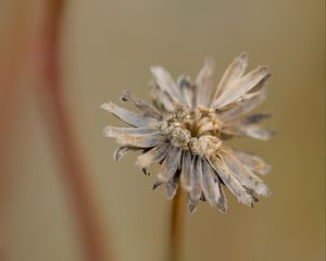 Preview wallpaper flower, petals, dried flower, blur