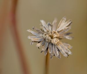 Preview wallpaper flower, petals, dried flower, blur