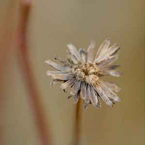 Preview wallpaper flower, petals, dried flower, blur