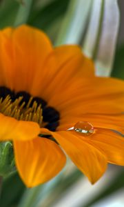 Preview wallpaper flower, petals, drop, macro, water
