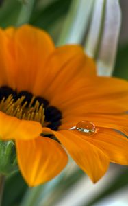 Preview wallpaper flower, petals, drop, macro, water