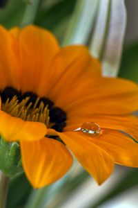 Preview wallpaper flower, petals, drop, macro, water