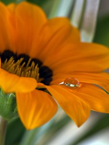 Preview wallpaper flower, petals, drop, macro, water