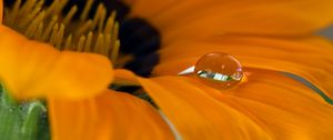 Preview wallpaper flower, petals, drop, macro, water