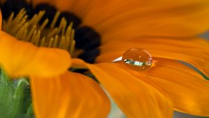 Preview wallpaper flower, petals, drop, macro, water
