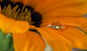 Preview wallpaper flower, petals, drop, macro, water