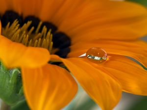 Preview wallpaper flower, petals, drop, macro, water