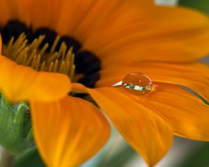Preview wallpaper flower, petals, drop, macro, water