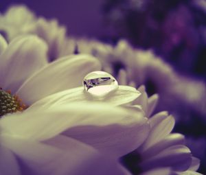 Preview wallpaper flower, petals, drop, wet, close-up, light