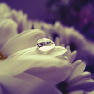 Preview wallpaper flower, petals, drop, wet, close-up, light