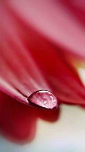 Preview wallpaper flower, petals, drop, wet