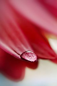 Preview wallpaper flower, petals, drop, wet