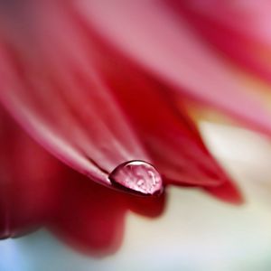 Preview wallpaper flower, petals, drop, wet