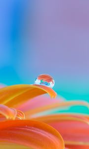 Preview wallpaper flower, petals, drop, water, macro