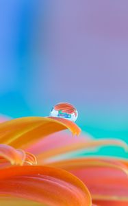Preview wallpaper flower, petals, drop, water, macro