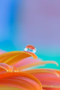 Preview wallpaper flower, petals, drop, water, macro