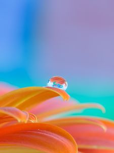 Preview wallpaper flower, petals, drop, water, macro