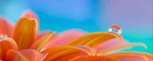 Preview wallpaper flower, petals, drop, water, macro