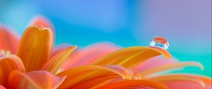 Preview wallpaper flower, petals, drop, water, macro