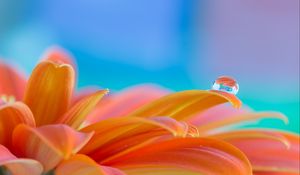 Preview wallpaper flower, petals, drop, water, macro