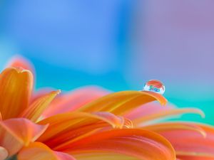 Preview wallpaper flower, petals, drop, water, macro