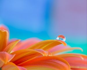 Preview wallpaper flower, petals, drop, water, macro