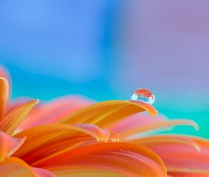Preview wallpaper flower, petals, drop, water, macro