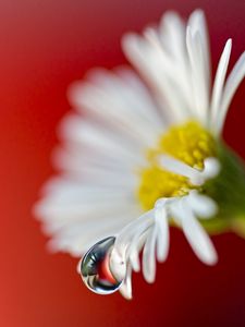 Preview wallpaper flower, petals, drop, dew, chamomile