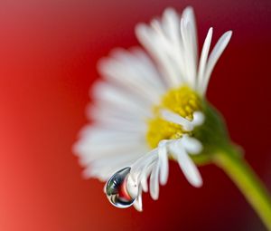 Preview wallpaper flower, petals, drop, dew, chamomile