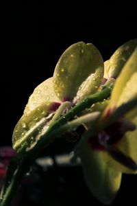 Preview wallpaper flower, petals, drops