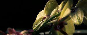 Preview wallpaper flower, petals, drops