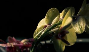 Preview wallpaper flower, petals, drops