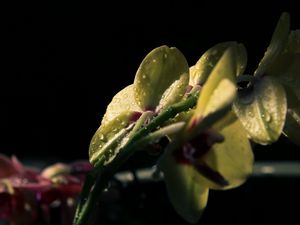 Preview wallpaper flower, petals, drops