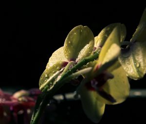 Preview wallpaper flower, petals, drops