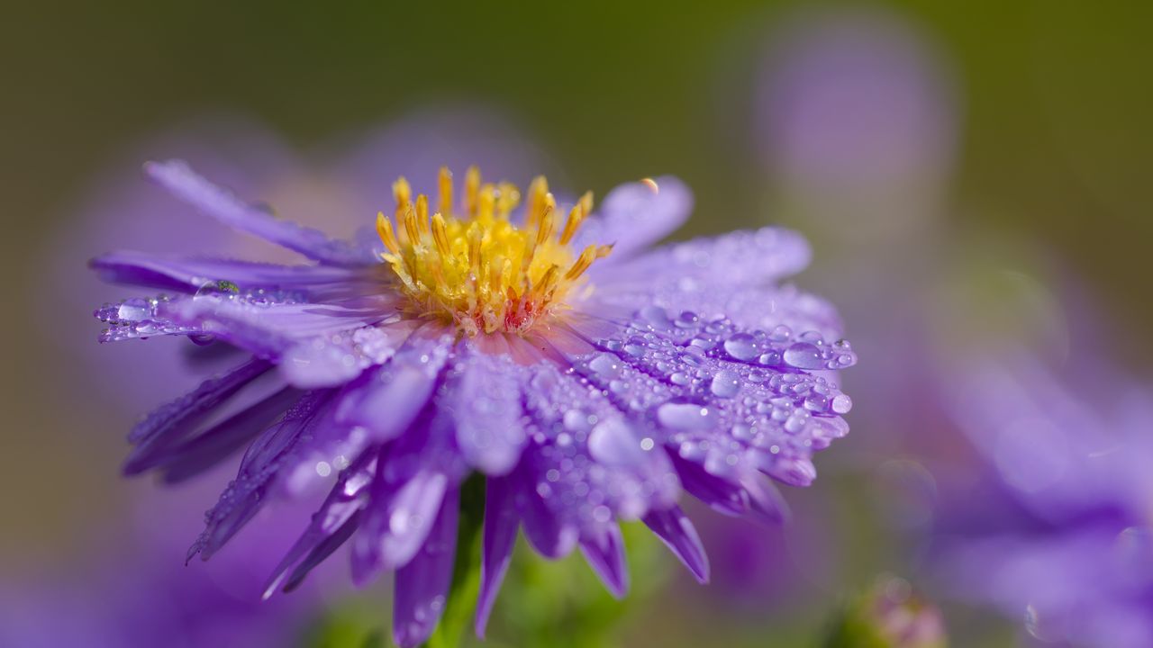 Wallpaper flower, petals, drops, dew, moisture, macro, purple