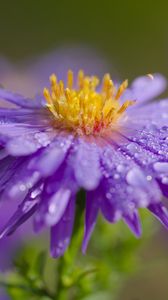 Preview wallpaper flower, petals, drops, dew, moisture, macro, purple