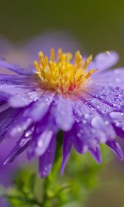 Preview wallpaper flower, petals, drops, dew, moisture, macro, purple